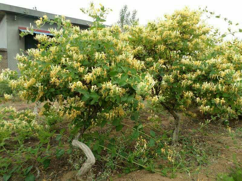 金银花苗40~50cm