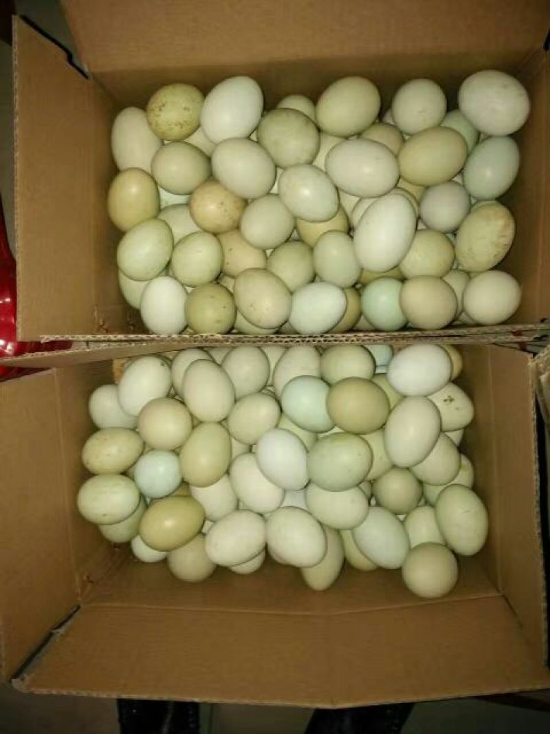 绿壳鸡蛋食用50g以下