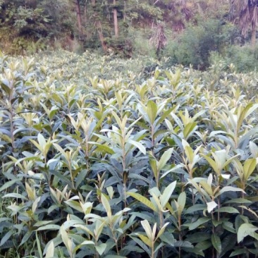 枇杷树81~110cm