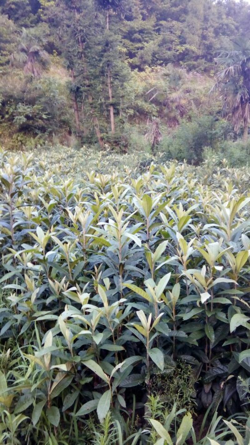 枇杷树81~110cm