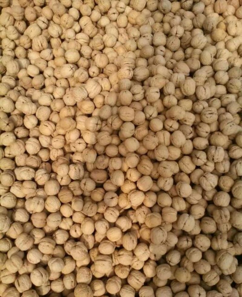 纸皮核桃25mm以下去皮干