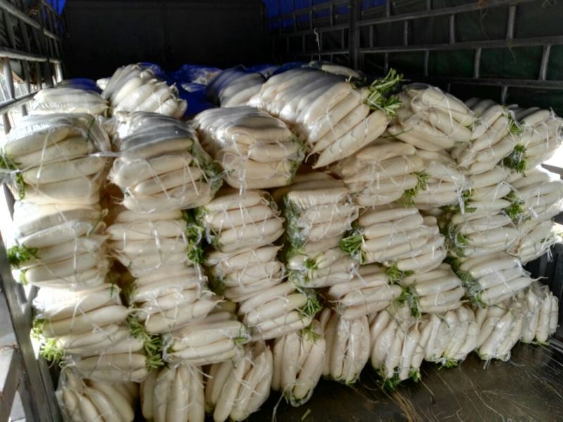 白萝卜1~1.5斤起