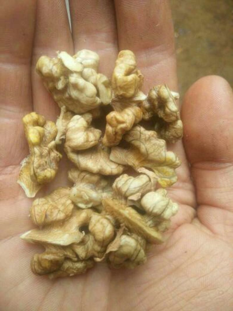 核桃苗免费提供种植技术指导