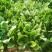 黑叶菠菜10~15厘米