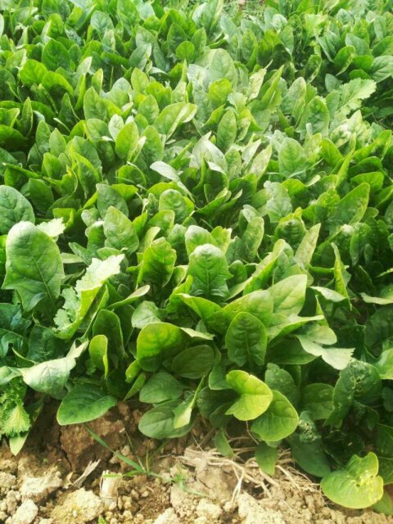 黑叶菠菜10~15厘米