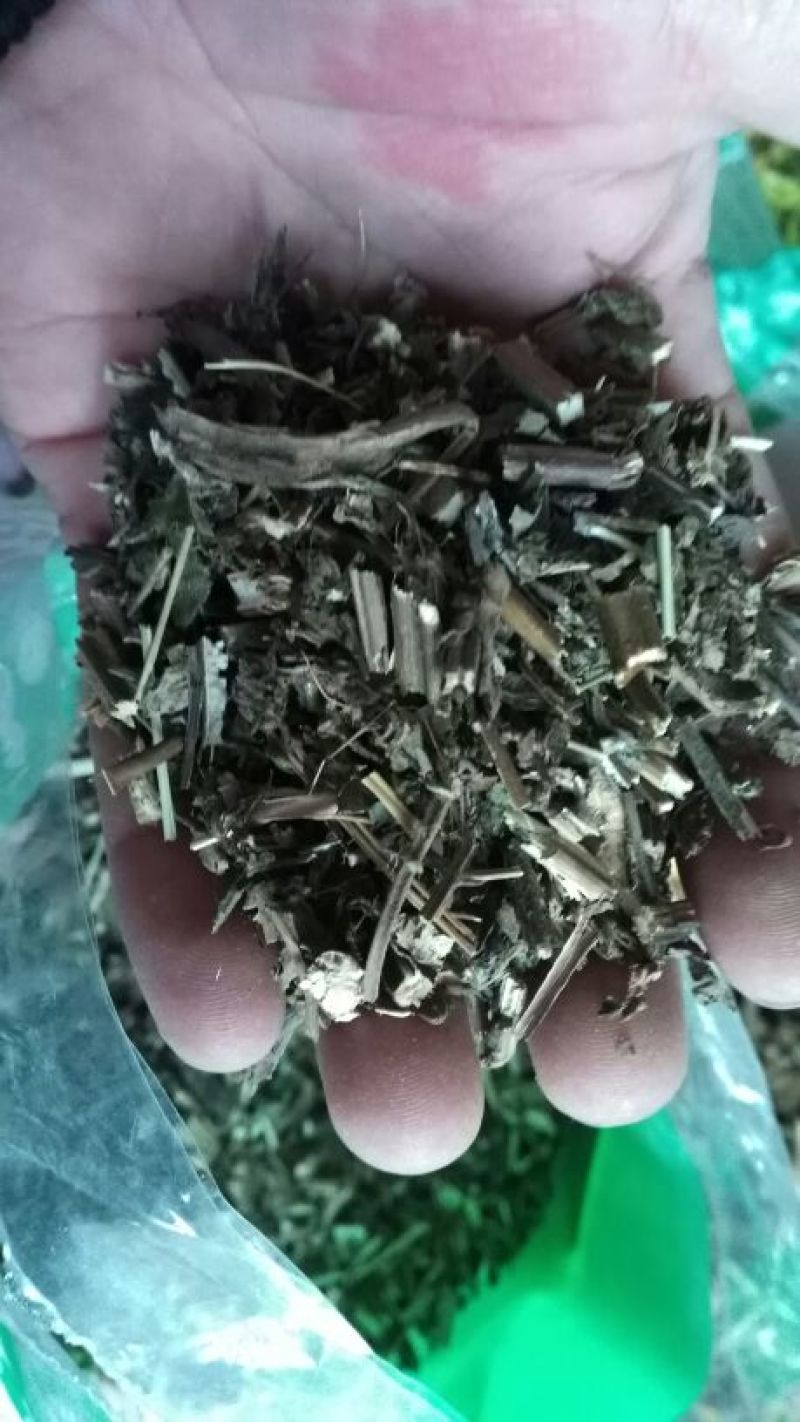 香茶菜
