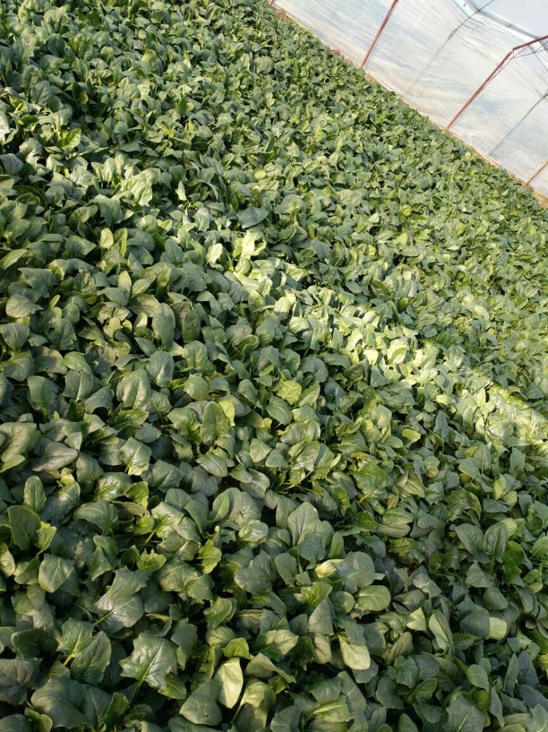 名门菠菜25~30厘米