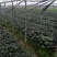 油墨菜15~20cm以上