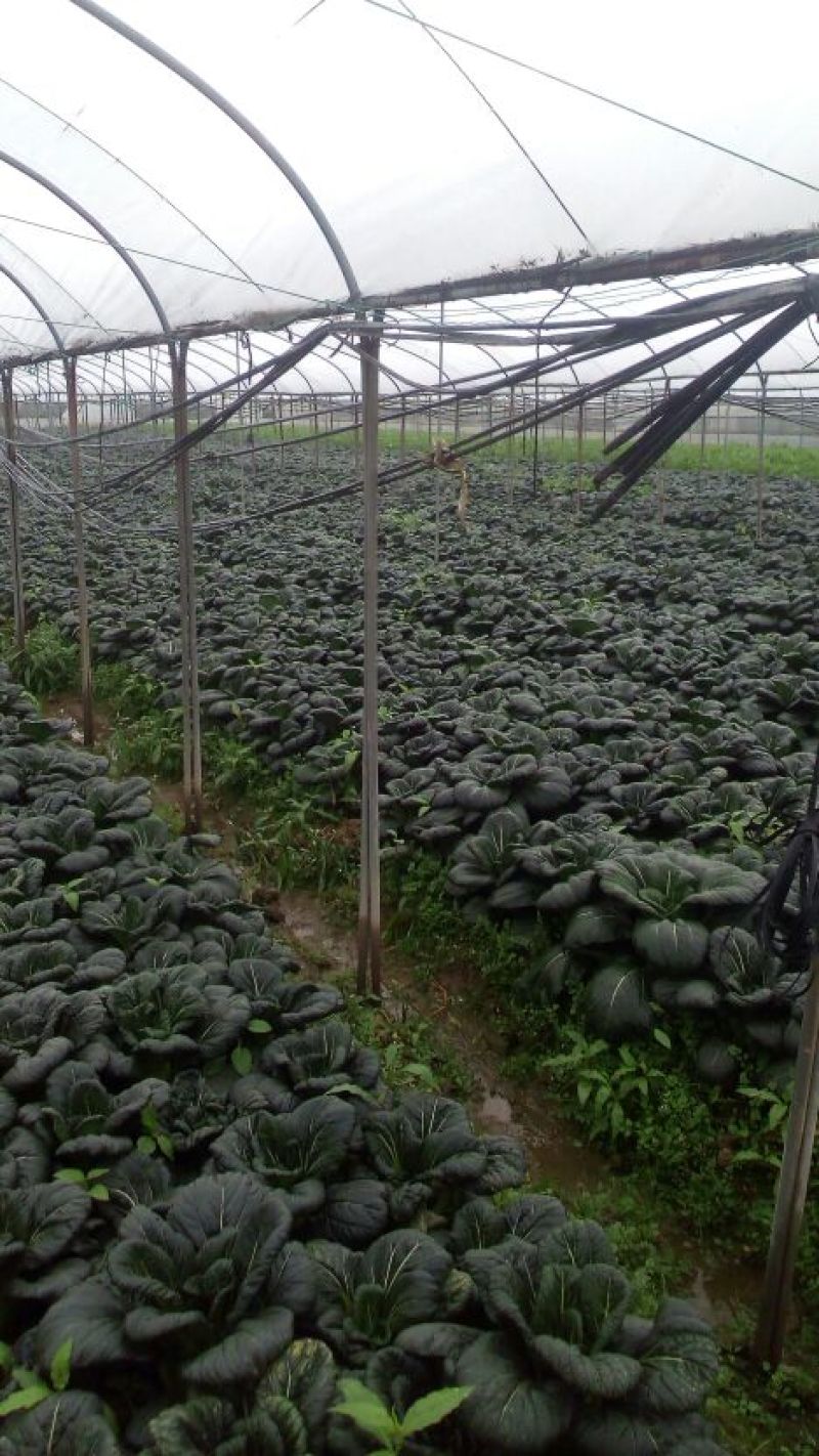 油墨菜15~20cm以上