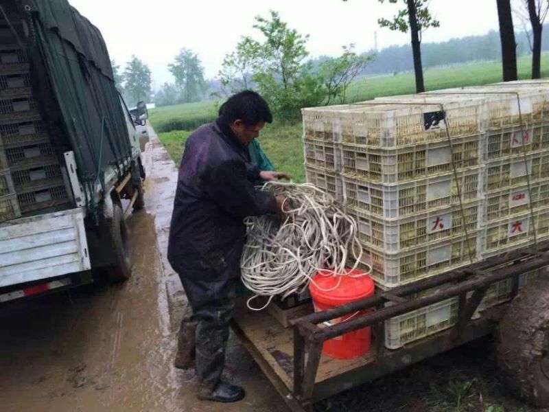 鹅苗250g以下