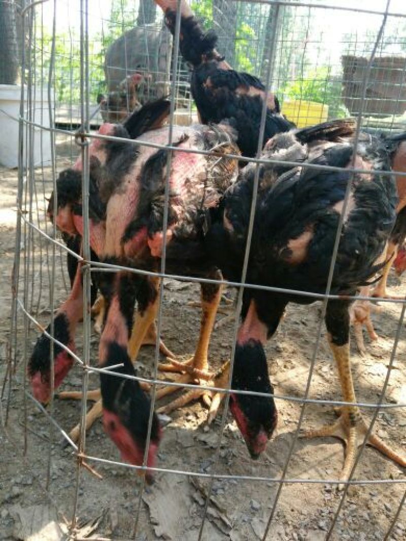斗鸡苗35~45克脱温苗