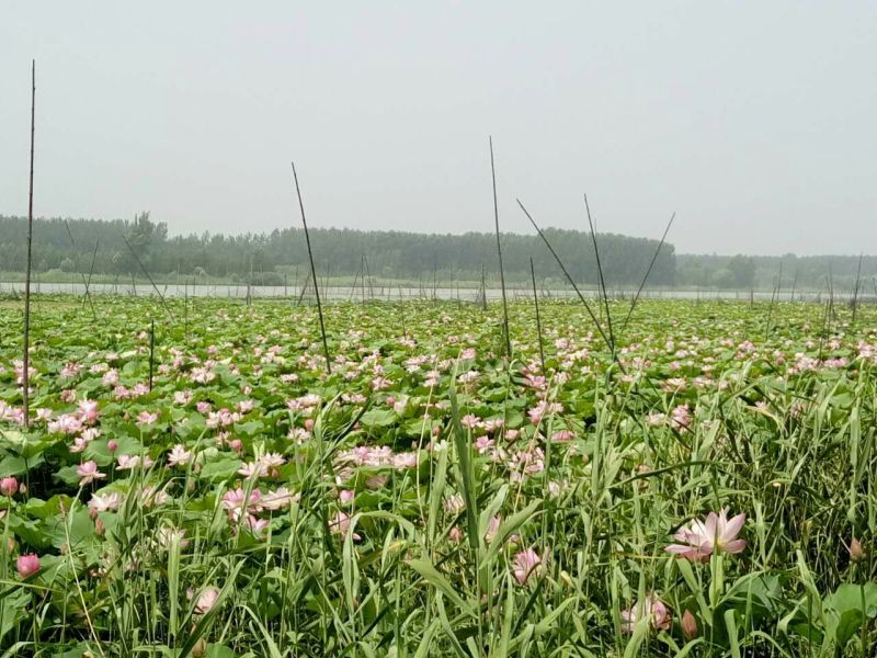 莲蓬5~8cm