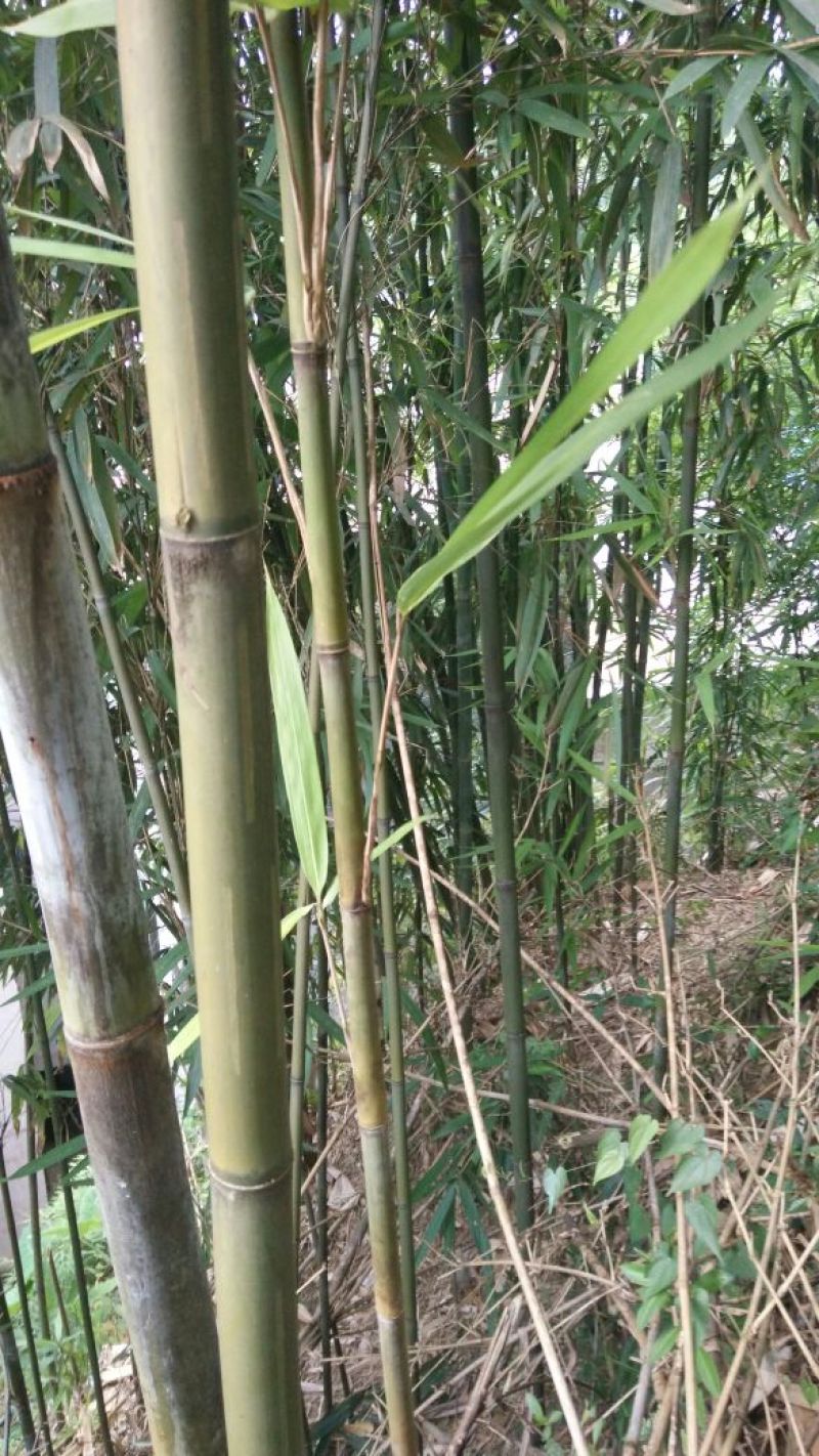 绿竹4~5m