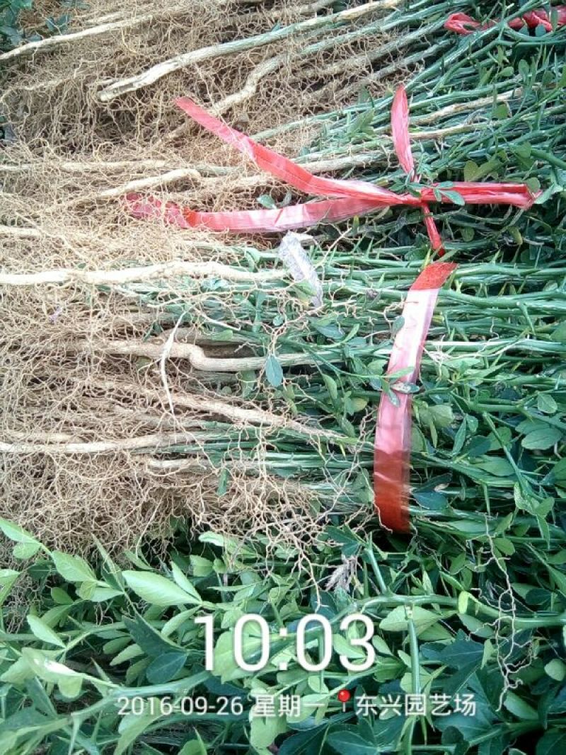 枳壳苗