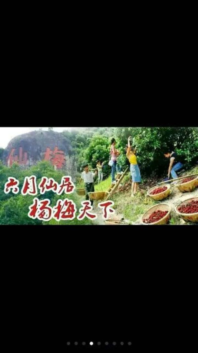 仙居杨梅