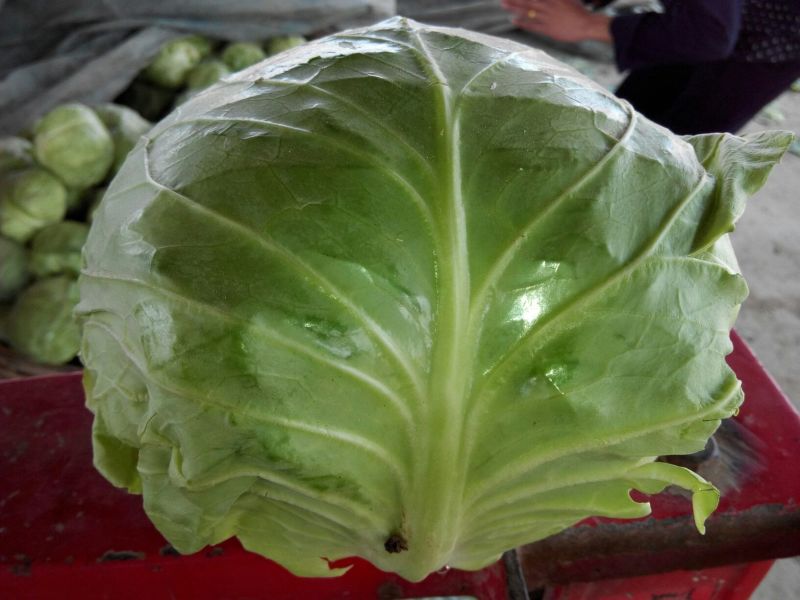 大量供应金乡中甘11甘蓝
