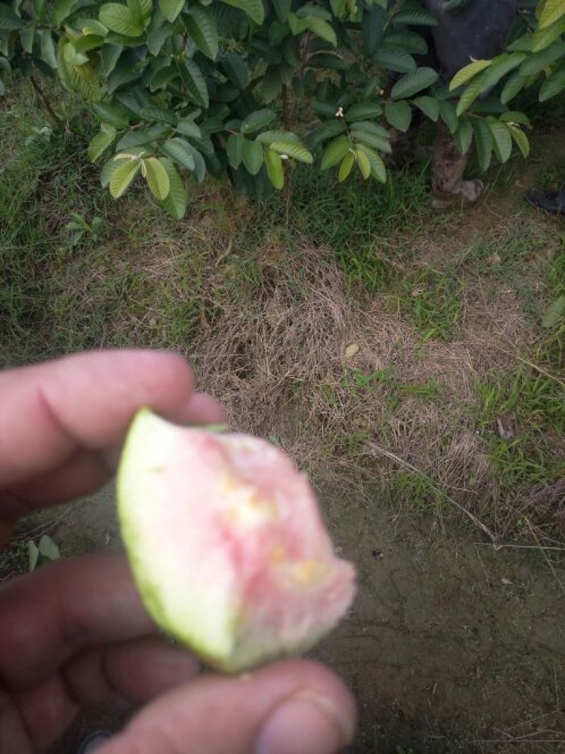 西瓜番石榴苗30~50cm