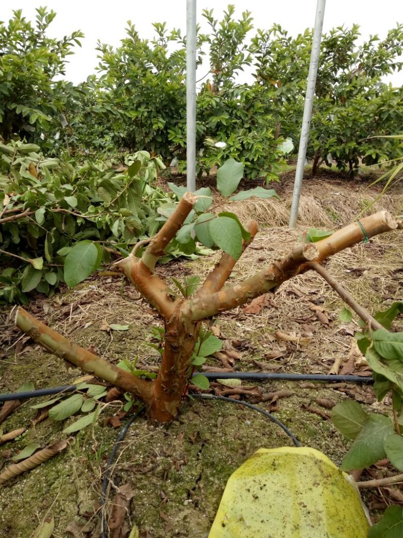 番石榴苗80~100cm