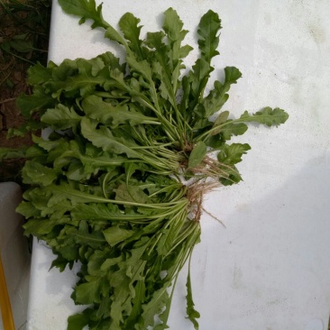 荠菜10cm以上