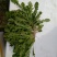 荠菜10cm以上