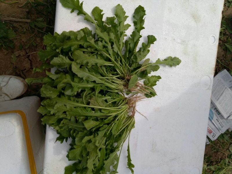 荠菜10cm以上