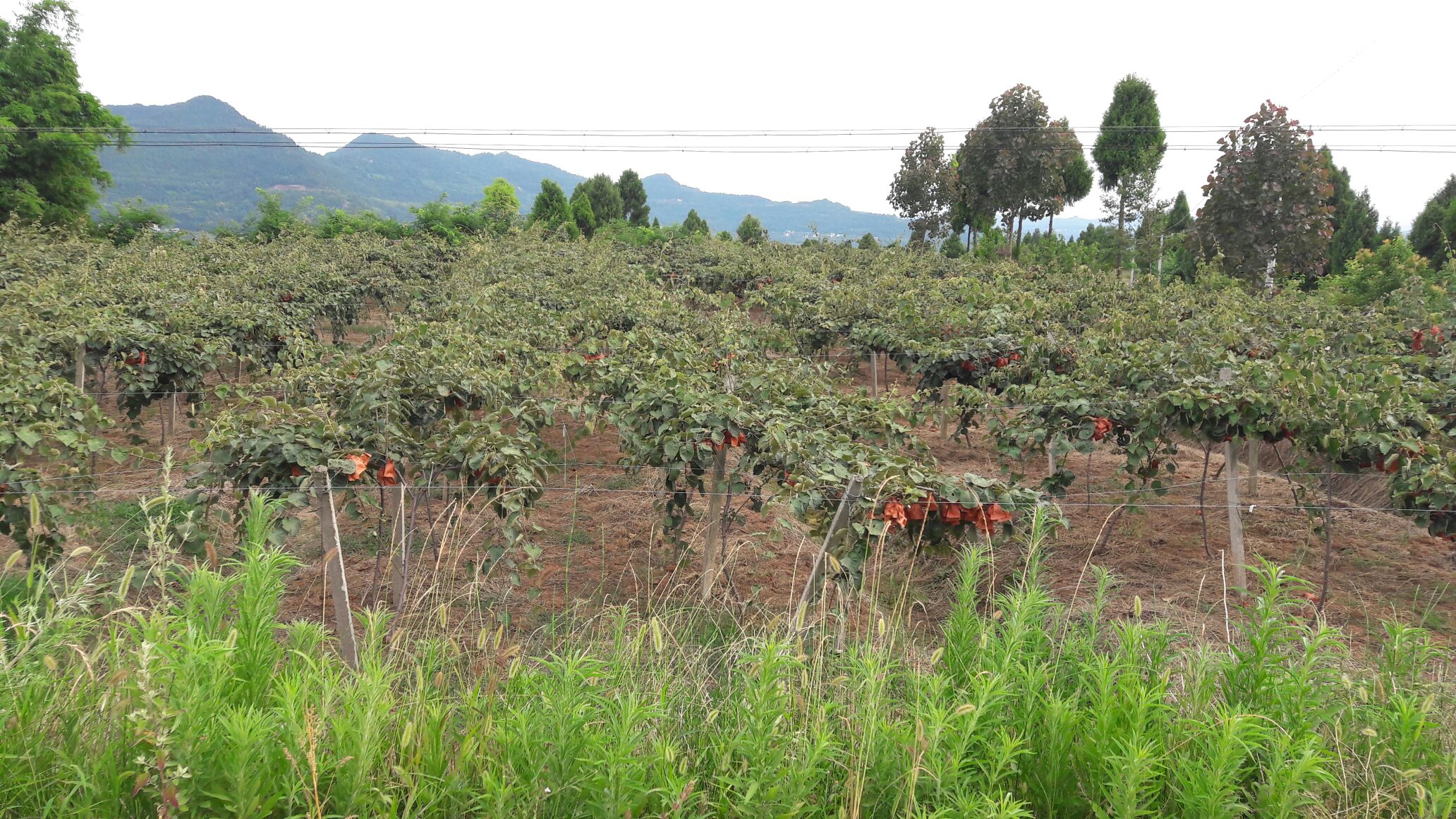 浙江嘉兴市嘉善县红心猕猴桃 70克以下批发_曾