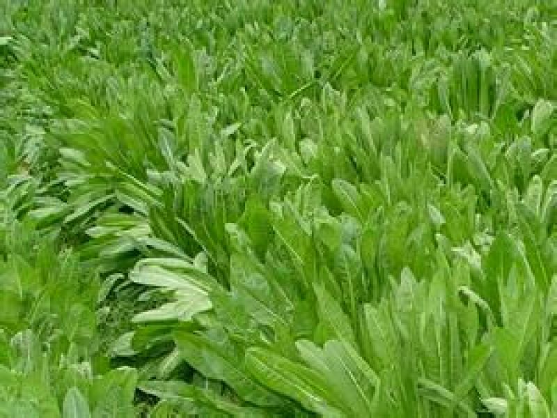 黑麦草种子98%以上