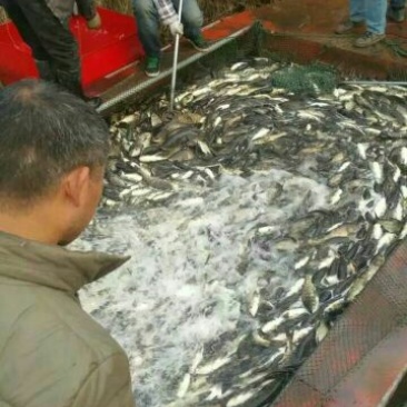 鲢鱼食用活鱼
