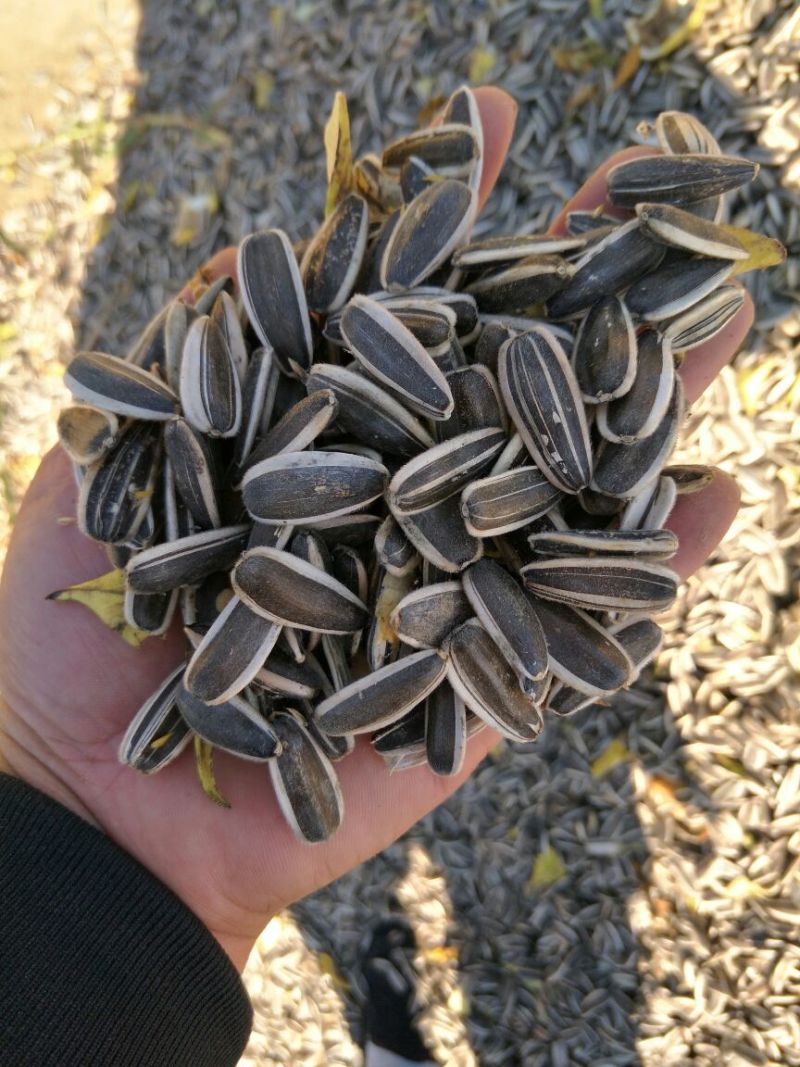 食葵363千粒重190