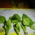 大叶菠菜10~15厘米