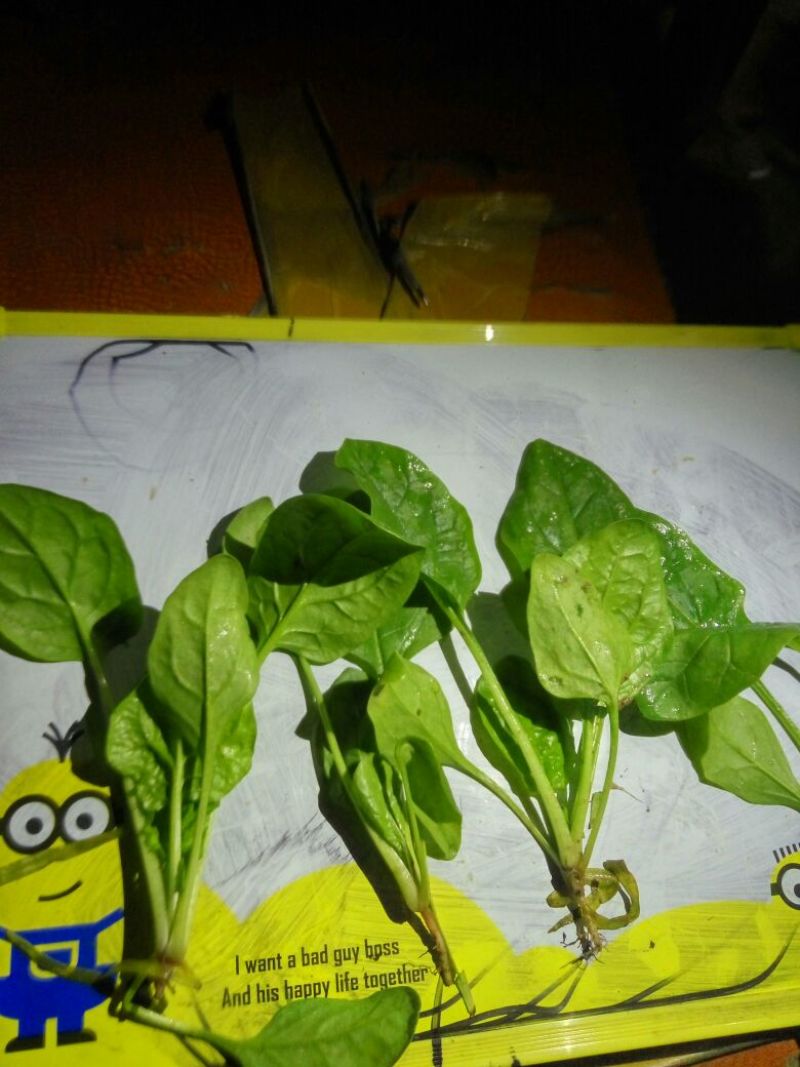 大叶菠菜10~15厘米