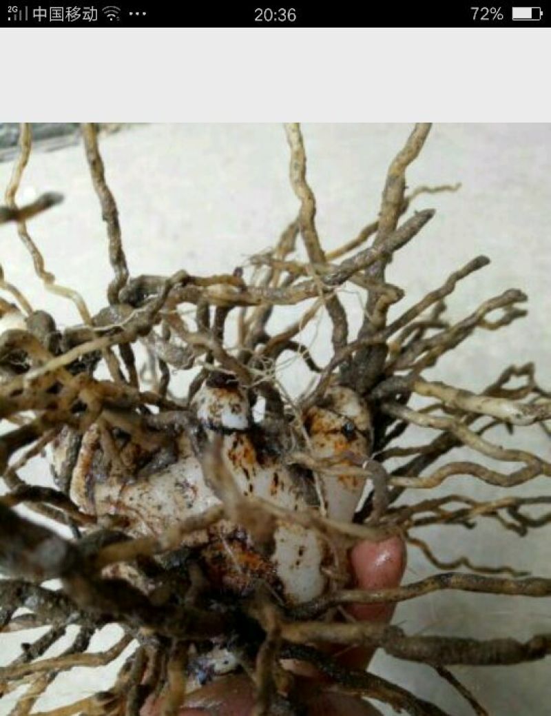 三叉白芨统货