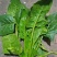 大叶菠菜15~20厘米