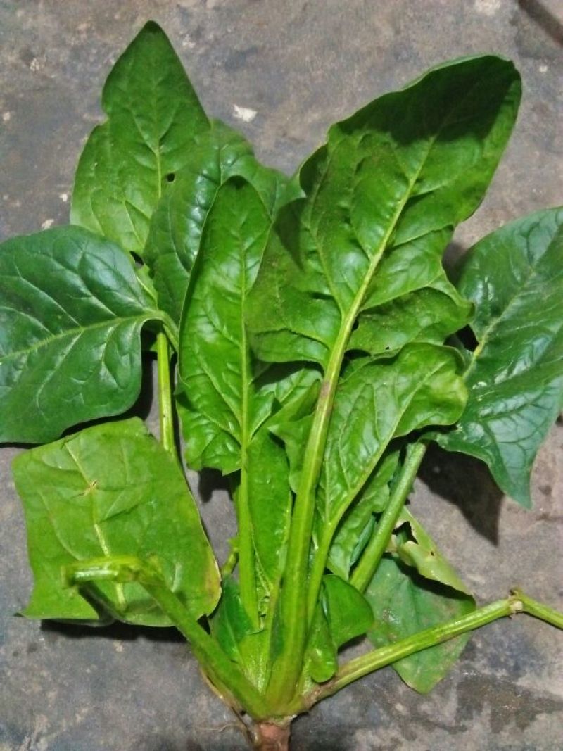 大叶菠菜15~20厘米
