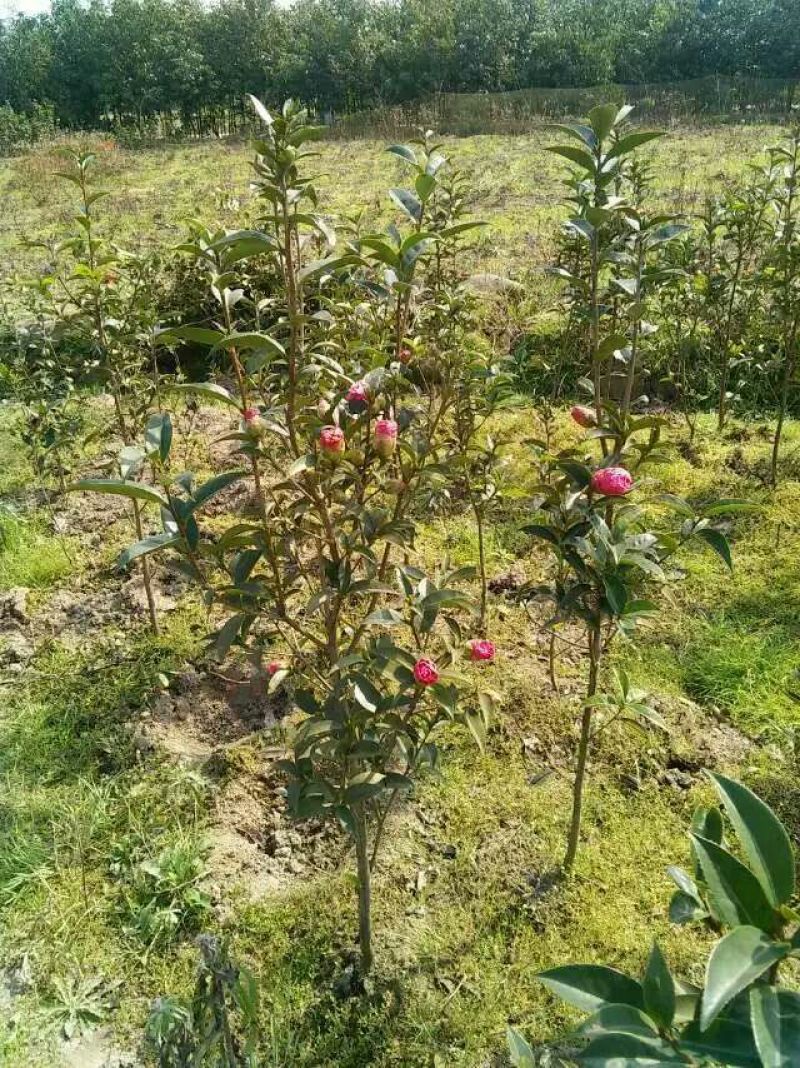茶花球100~140cm