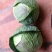 大包菜（铁头包菜）