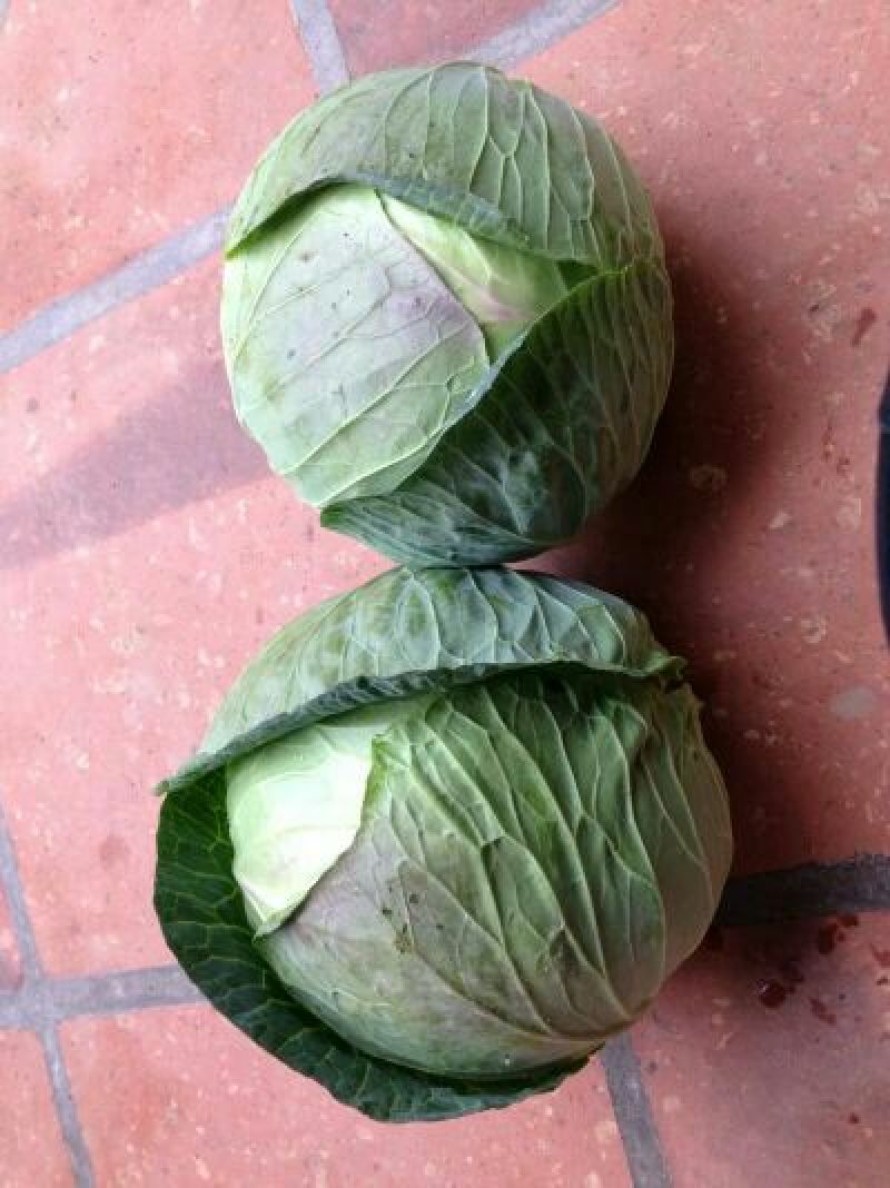 大包菜（铁头包菜）