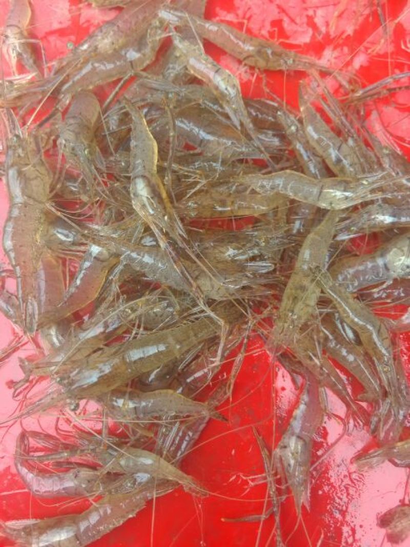 河虾冰鲜虾26~30只/kg