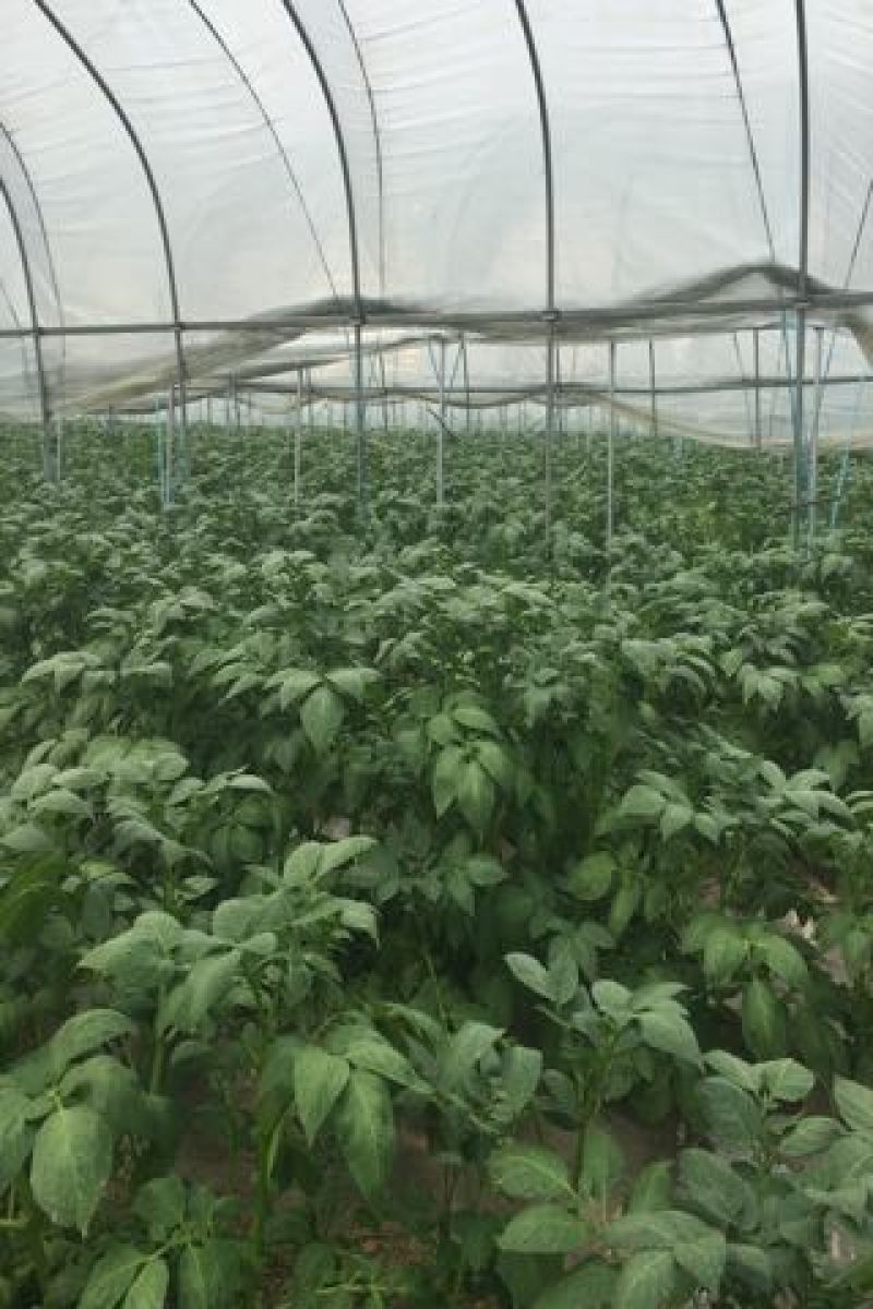 大西洋土豆预售五月十号上个大工厂在我处都有基地。