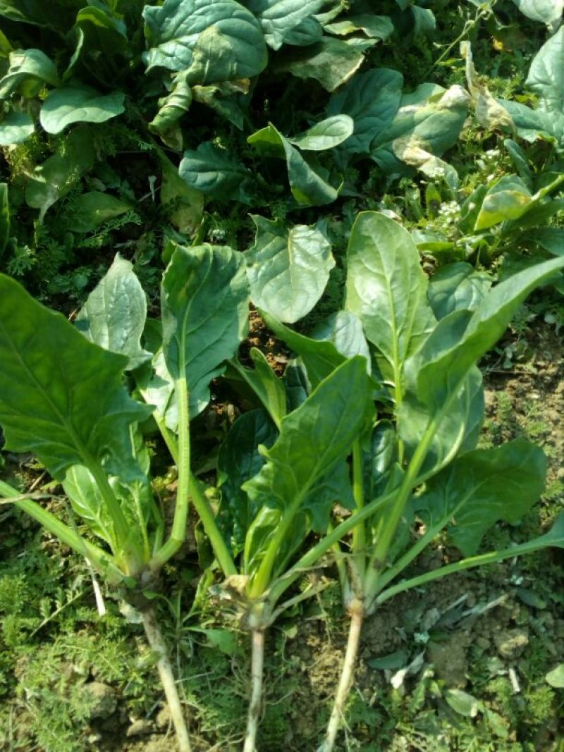 秋菠菜20~25厘米