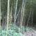 竹子5~6m