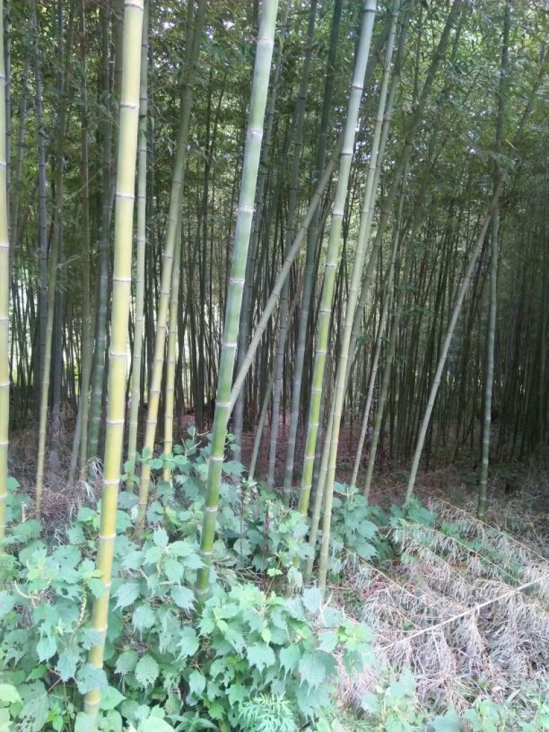 竹子5~6m