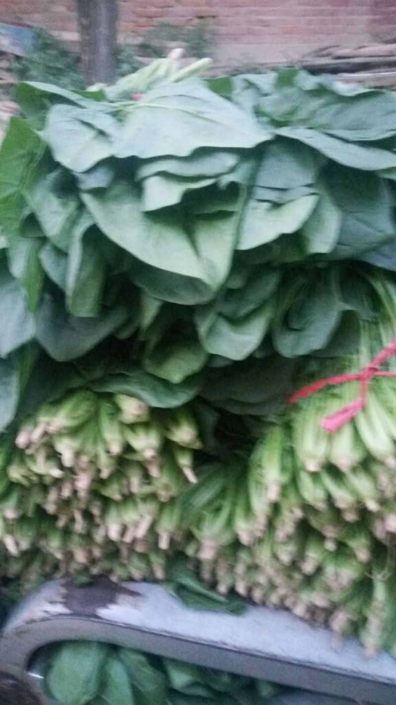 大叶菠菜