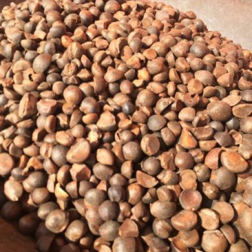 茶树油