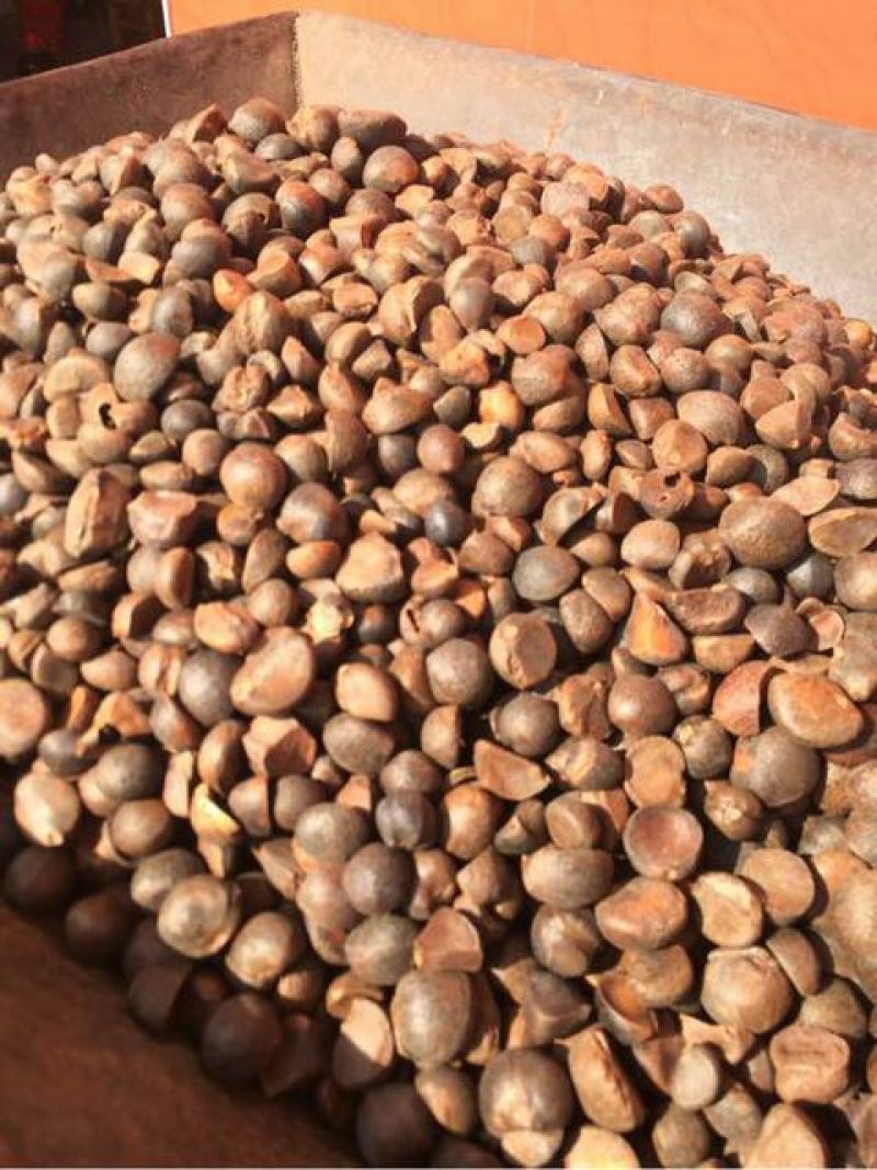 茶树油