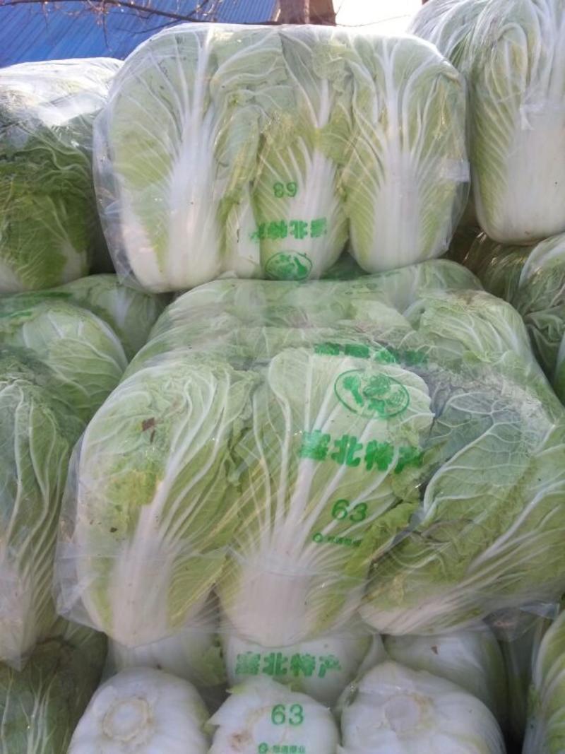 新野县黄心大白菜4~6斤产地直发质量保证欢迎来电洽谈