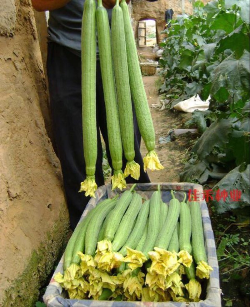无蔓金丝瓜种子