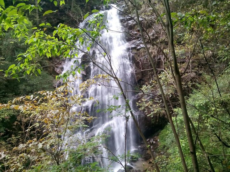 青钱柳茶一级