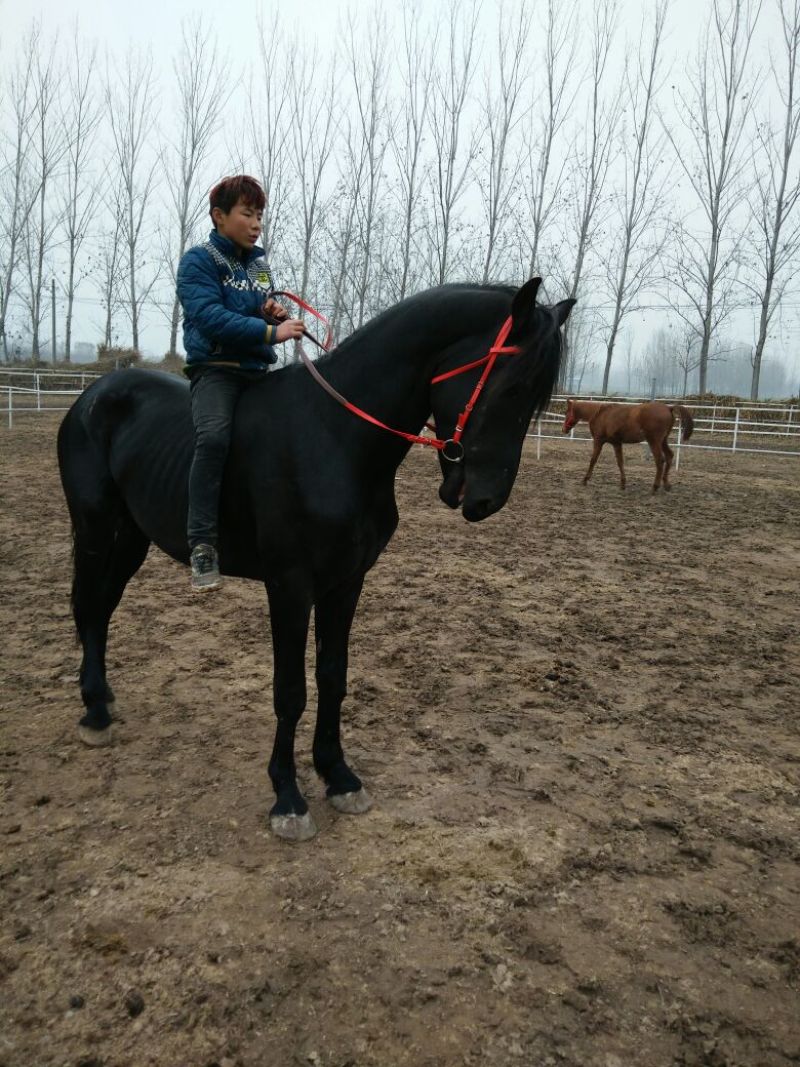 肉马