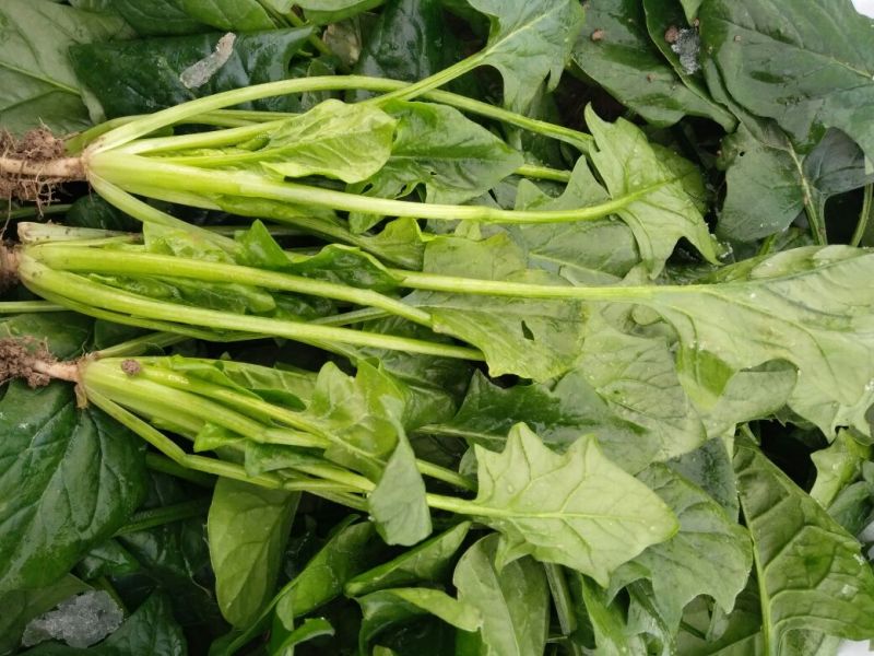 大叶菠菜25~30厘米